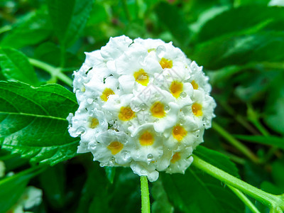 兰塔纳卡玛拉混合了花上黄色白水滴落的黄白水草本植物花瓣植物植物群叶子花园公园金子花朵季节图片