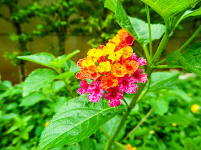 马缨丹美多彩洋红色黄色花盛开公园植物季节植物群气质花瓣花园橙子草本植物热带图片