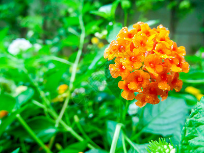 兰塔纳混合黄橙红色水滴在花上肤色花园草本植物叶子花瓣灌木花朵植物热带公园图片