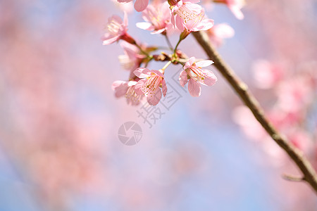 紧贴的泉水粉花季节公园植物植物群宏观花园天空花瓣图片