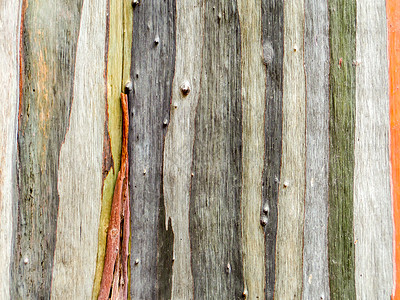 五颜六色的皮木大地色竖纹环境老化森林植物木头气质树木墙纸沥青胶水图片