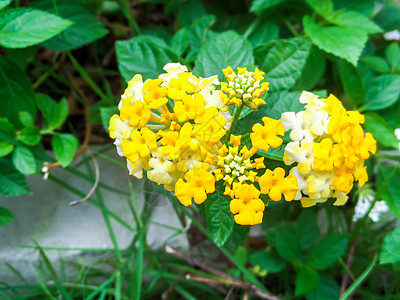 多彩白黄花朵 亚特兰大公园植物群灌木金子植物学气质花园热带叶子肤色图片