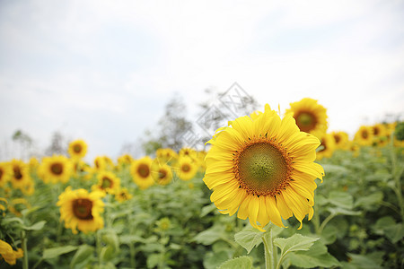 黄向日葵植物学太阳农业阳光活力季节草地黄色乡村快乐图片
