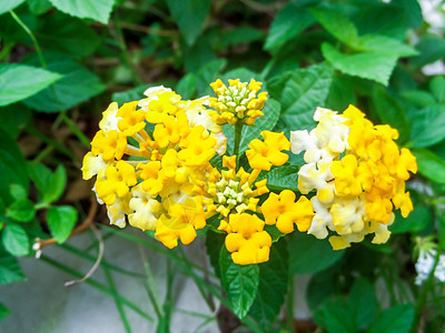 多彩白黄花朵 亚特兰大热带肤色花瓣植物群叶子公园树篱草本植物灌木季节图片