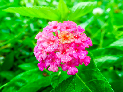 兰塔纳混合黄紫红和小水滴植物群花朵热带公园橙子花园花瓣气质灌木季节图片