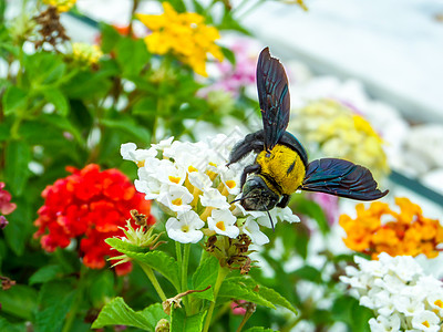 蜜蜂发现甜美的亚特兰大花朵公园肤色橙子花园金子灌木叶子漏洞昆虫热带图片