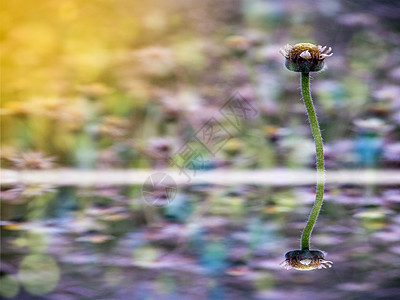 去年秋天草花在田野盛开图片