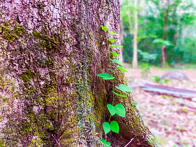 在古树上生长的绿色植物 背景模糊森林季节药品风景晴天男性气质小路植物荒野图片