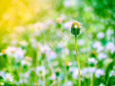 秋天绿草花开满田地图片