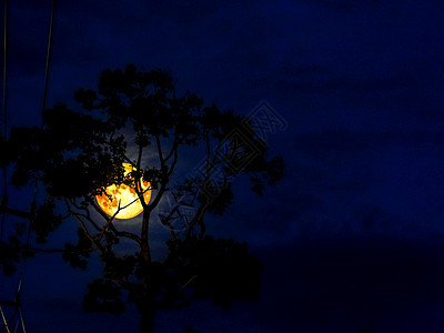 夜间有月亮 月光和彩虹树图片