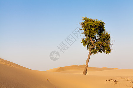 荒漠沙漠荒野黄色沙丘旅游图片