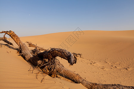 荒漠荒野黄色沙漠旅游沙丘图片