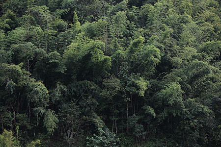 绿色森林背景纹理墙纸树木荒野石头季节叶子植物群树叶苔藓木头图片