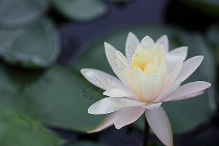 紧闭的莲花朵粉色植物学池塘植物花园紫色百合美德绿色花朵图片