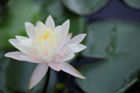 紧闭的莲花朵植物花园池塘粉色热带花朵花瓣紫色百合黄色图片