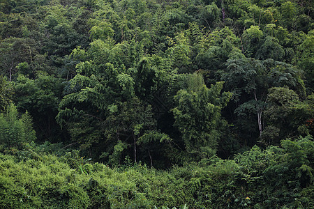 绿色森林背景纹理季节地面树叶苔藓环境木头树木叶子植物群公园图片