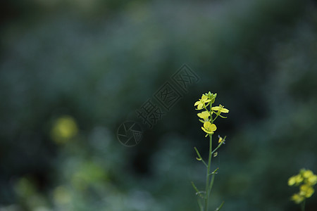 春天的黄色花朵紧闭叶子花束场地草地花园绿色植物群阳光雏菊花瓣图片