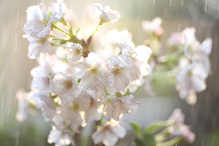 樱花 樱花花果园宏观雨滴白色植物群粉色季节花瓣植物花园图片