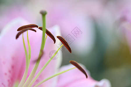 宏中粉红百丽花叶子紫色百合绿色白色花园粉色热带花瓣植物图片