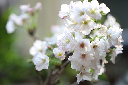 樱花 樱花花果园白色植物群季节植物花瓣粉色宏观花园图片