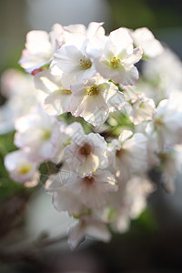 樱花 樱花花果园花园花瓣粉色宏观植物群植物白色季节图片