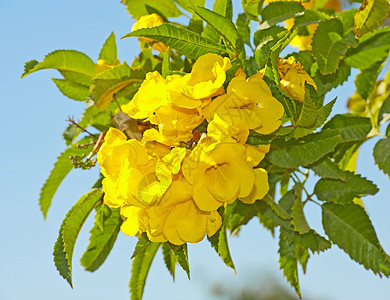 蓝色背景的黄色花朵植物群绿色天空树叶叶子生长园艺花瓣花园植物图片