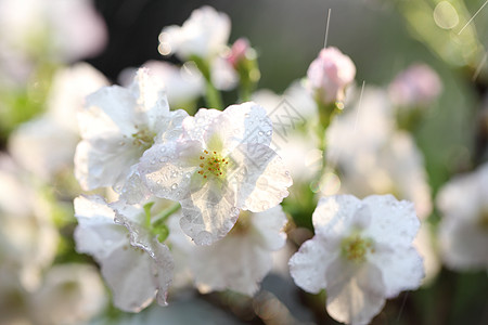 樱花 樱花花果园粉色花瓣季节宏观雨滴植物群花园植物白色图片