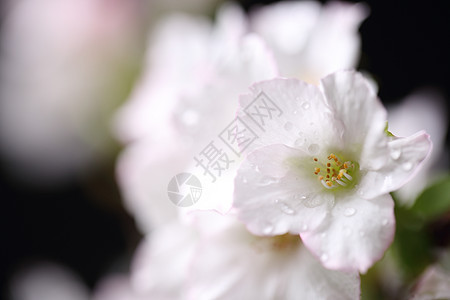 樱花花 樱花花 在黑色背景中分离粉色花瓣花园植物植物群季节宏观樱花白色果园图片