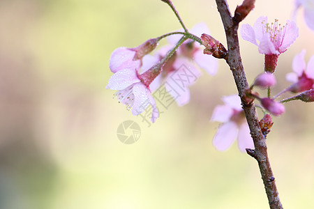 樱花 樱花花在特写宏观柔软度季节压痛园艺植物群花园果园花瓣花朵图片