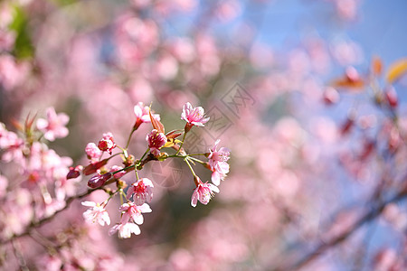樱花 樱花花在特写果园季节花朵花瓣园艺植物群花园压痛柔软度宏观图片