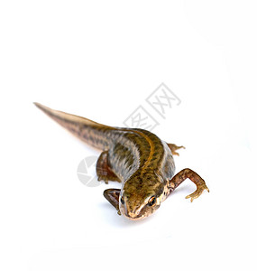 特写白色背景上的平滑 Newt荒野肋骨碎屑爬虫侧耳鸡冠花工作室野生动物蝾螈掌状图片
