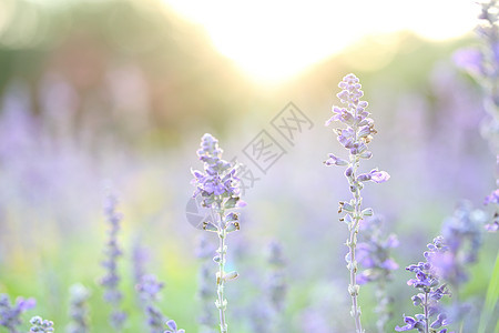 夕阳下的薰衣草花荒野蓝色花束墙纸边界紫色植物治疗花朵香气图片