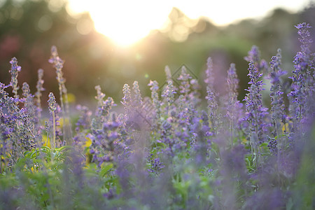 夕阳下的薰衣草花紫色框架生长香气花束治疗场地墙纸桌面植物图片