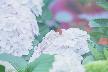 绣球花植物群白色花朵绿色叶子花束花园花瓣衬套公园图片