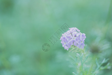 紫花朵荒野植物学花瓣白色场地背景植物紫色公园园艺图片