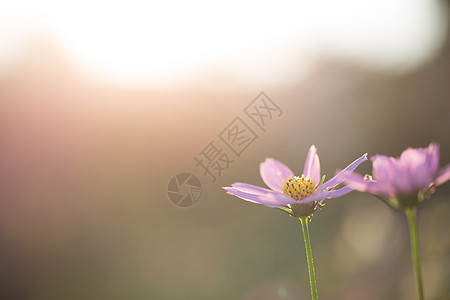 粉色宇宙白色雏菊花园黄色植物学花朵花瓣天空植物绿色图片