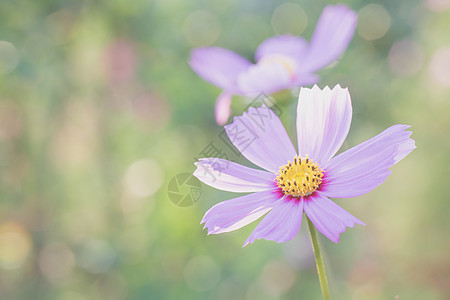 粉色宇宙雏菊花朵天空花园植物群绿色花瓣白色植物学黄色图片