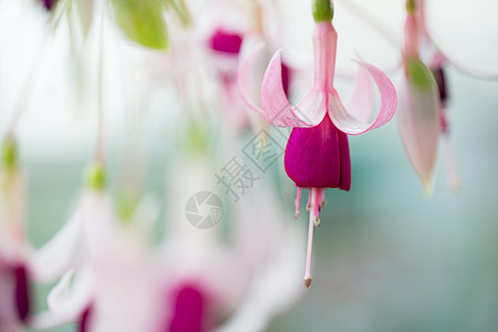 春花粉红花花束季节植物学花园宏观美丽紫色植物花瓣植物群图片