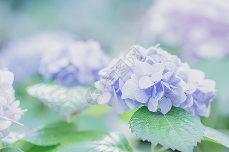 绣球花花束绿色叶子紫色花瓣白色蓝色粉色花园红色图片