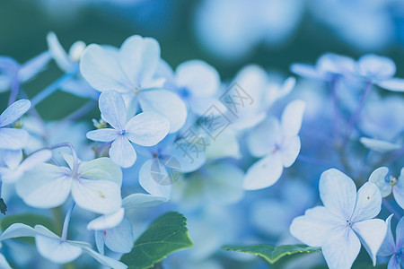 绣球花绿色大叶红色花园植物群粉色公园花束蓝色白色图片