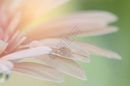 粉红色的Gerbera花贴近宏观花朵植物学粉色花园白色橙子植物花瓣雏菊图片