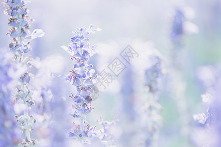 熏衣草花生长花束花朵荒野植物蓝色场地美味治疗框架图片