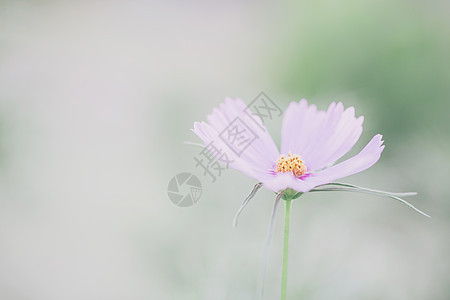 软焦点的粉色宇宙绿色雏菊花朵黄色花园白色植物学植物群植物天空图片