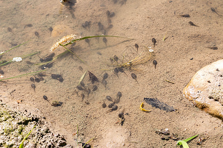 水体中许多 密闭宏观蝌蚪生态婴儿踪迹尾巴火车池塘国家人群图片