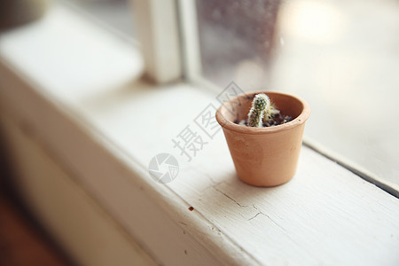 仙人掌在日本植物生长叶子园艺剪刀花朵玻璃蓝色植物学花园图片