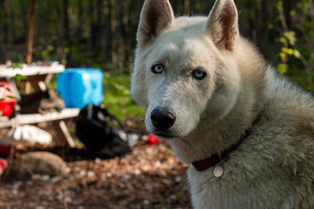 两只哈斯基犬站在一个夏日森林旅游露营帐篷的底片上旅行自由驯鹿动物友谊成人犬类休闲装朋友们情感图片