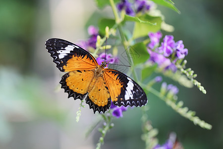 早晨的蝴蝶苍蝇树叶黄色漏洞橙子君主花园绿色植物群黑色蓝色图片