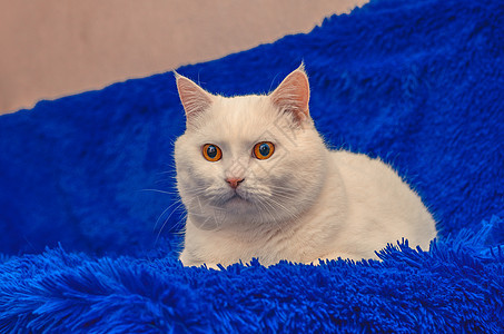 美丽的黄眼白猫坐在蓝色的毛绒床边上小猫亚麻哺乳动物动物宠物羊毛长椅毛皮毯子说谎图片