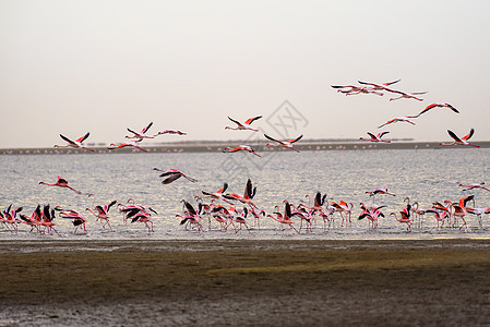 在纳米比亚沃尔维斯湾飞行的大群粉红火烈鸟图片