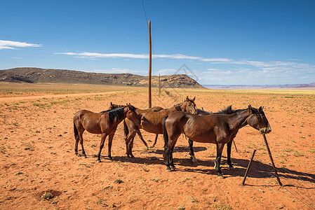 纳米比亚南部奥斯附近的纳米布沙漠野马图片